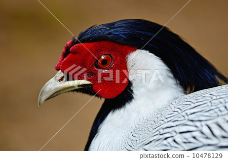 Siver Pheasant 10478129