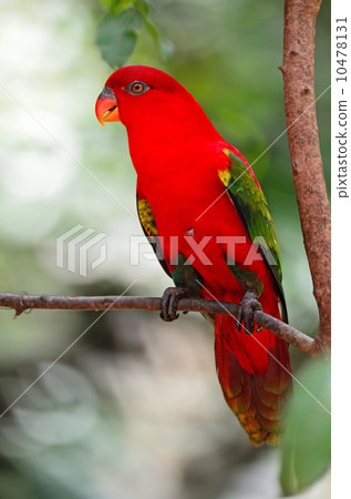 Lorikeet 10478131