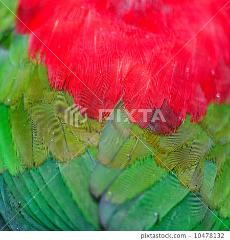 Lory Keet feather 10478132