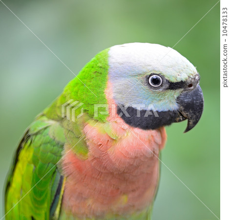 Red-breasted Parakeet 10478133