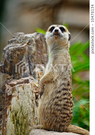Meerkat 10478134