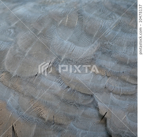 Victoria Crowned feather Victoria Crowned feather 10478137