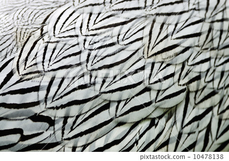 Siver Pheasant feather 10478138