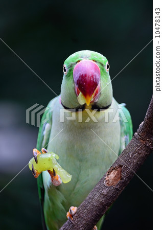male Alexandrine Parakeet male Alexandrine Parakeet 10478143
