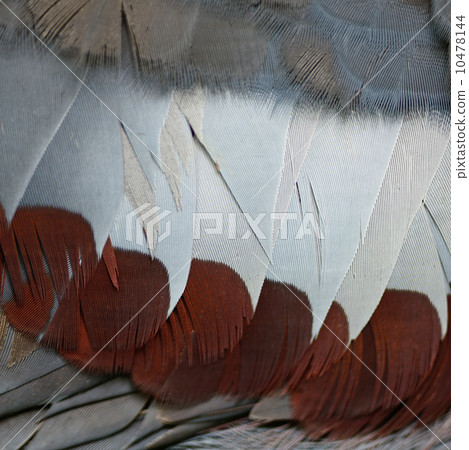 Victoria Crowned feather 10478144