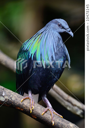 Nicobar Pigeon Nicobar Pigeon 10478145