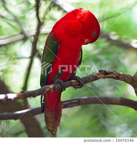 Lorikeet 10478146