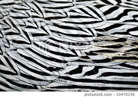 Siver Pheasant feather 10478148