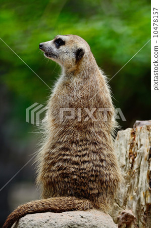 Meerkat 10478157