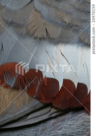 Victoria Crowned feather 10478159