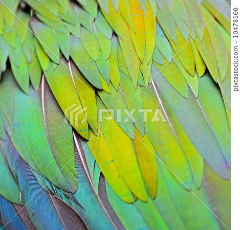 Nicobar Pigeon feather Nicobar Pigeon feather 10478160