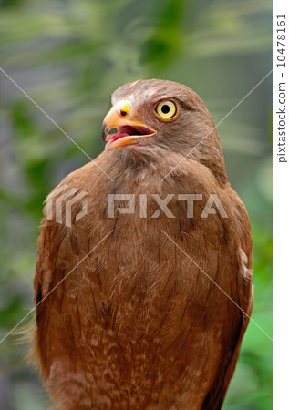 Rufous-winged Buzzard Rufous-winged Buzzard 10478161