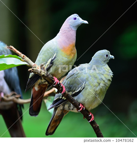 Pink-necked Green-Pigeon Pink-necked Green-Pigeon 10478162