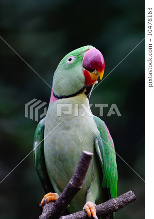 male Alexandrine Parakeet male Alexandrine Parakeet 10478163