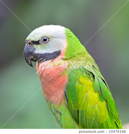 Red-breasted Parakeet Red-breasted Parakeet 10478166