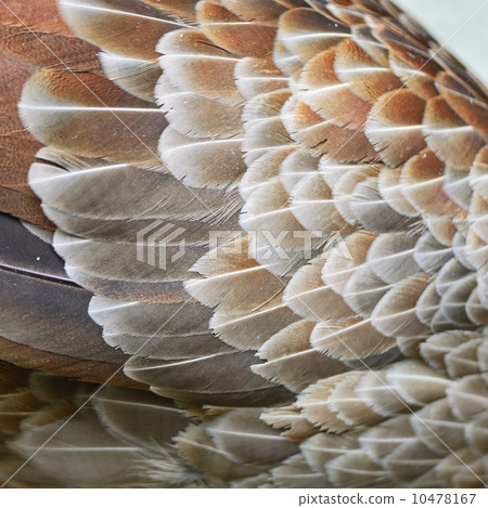 Siver Pheasant feather 10478167