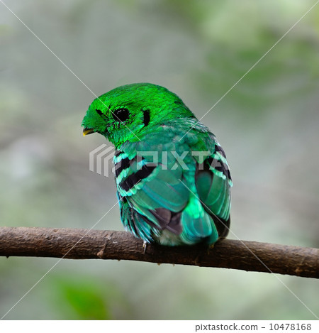 male Green Broadbill 10478168