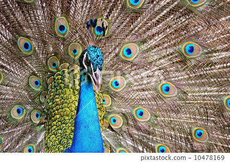 Green Peafowl 10478169