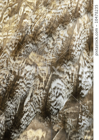 Great Grey Owl feathers 10478235