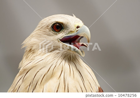 Brahminy Kite Brahminy Kite 10478256
