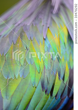 Nicobar Pigeon feathers Nicobar Pigeon feathers 10478292