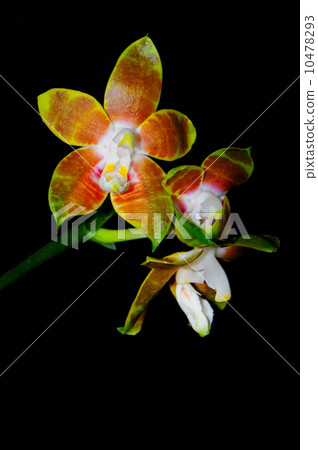 Phalaenopsis venosa 10478293