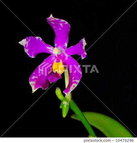 Phalaenopsis pulchra 10478296