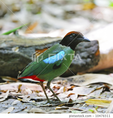 Hooded Pitta Hooded Pitta 10478311