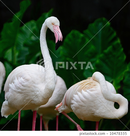 Greater Flamingo 10478335
