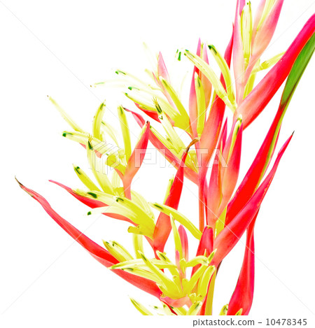 Heliconia Lady Di 10478345