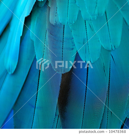 Blue and Gold Macaw feathers 10478368
