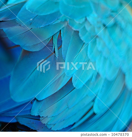 Blue and Gold Macaw feathers Blue and Gold Macaw feathers 10478370