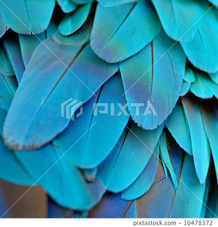 Blue and Gold Macaw feathers Blue and Gold Macaw feathers 10478372