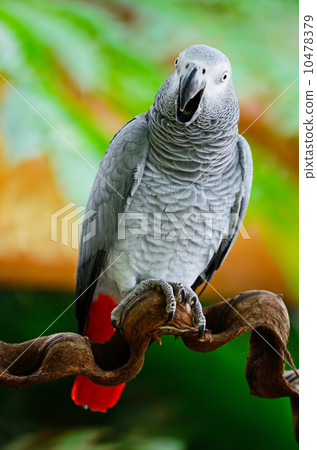 African Grey Parrot African Grey Parrot 10478379