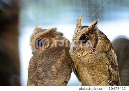 Oriental Scops Owl 10478412