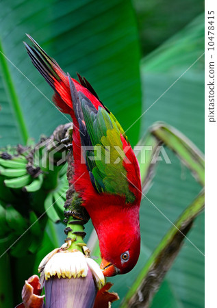 Red Lorikeet 10478415
