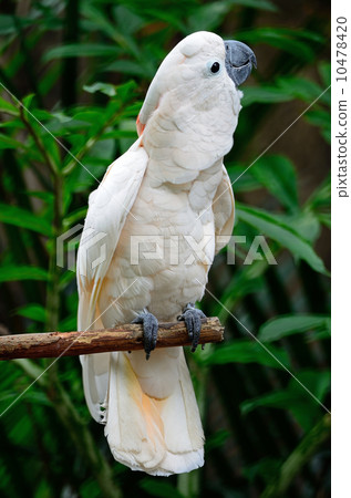 Mollucan Cockatoo 10478420