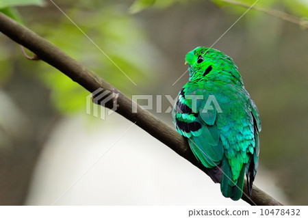 male Green Broadbill 10478432