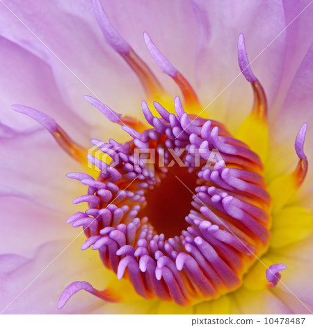 water lily water lily 10478487