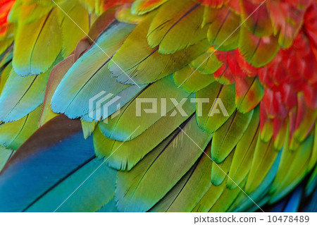 Greenwinged Macaw feathers Greenwinged Macaw feathers 10478489