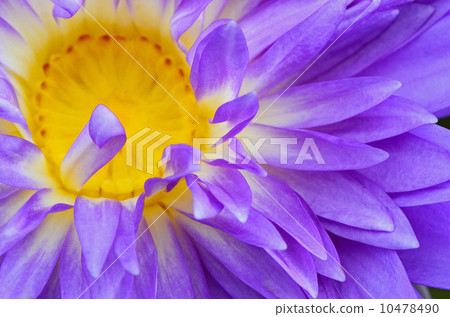 water lily water lily 10478490