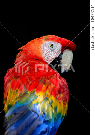 Scarlet Macaw 10478514