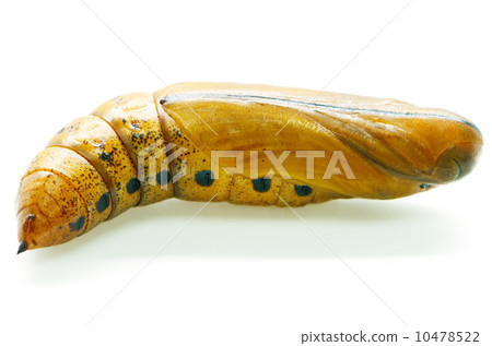 Oleander Hawk-moth pupa 10478522