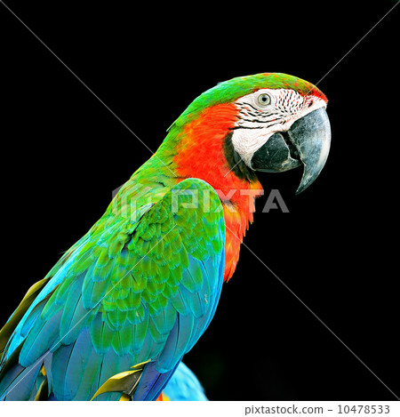 Harlequin Macaw Harlequin Macaw 10478533