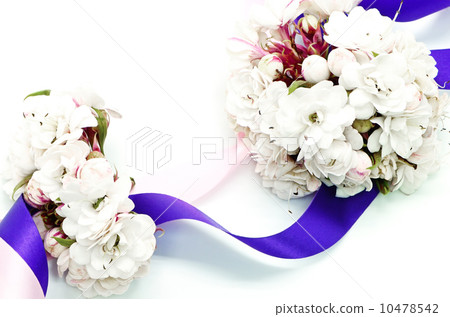 Glory Bower flower 10478542