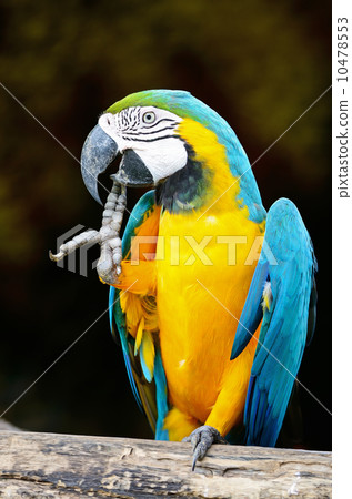 Blue and Gold Macaw 10478553