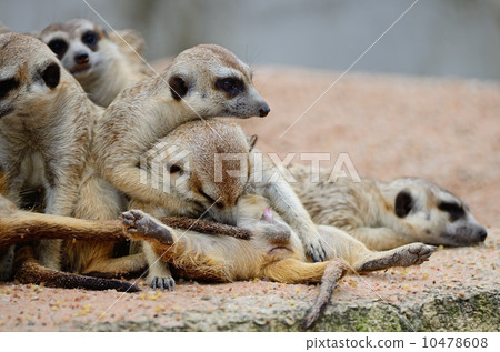 Meerkat 10478608