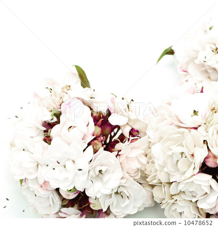 Glory Bower flower 10478652