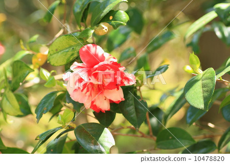 American camellia flower 10478820