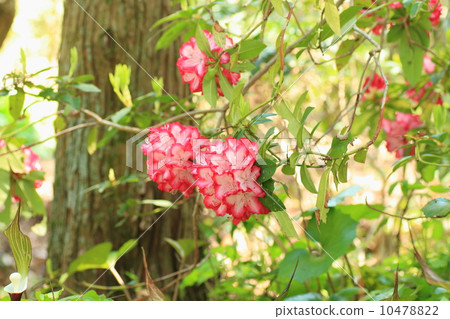 Rhododendron flower 10478822